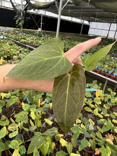 plant/Seed grown anrhurium red spider x legend starter plant growers choice-3-thumbnail