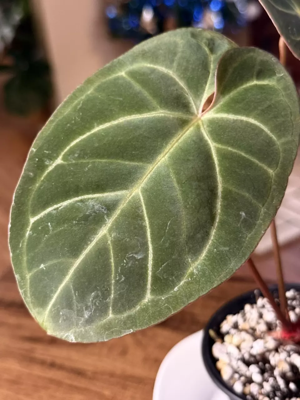 plant/A. Hoff x Dark Phoenix #6-1