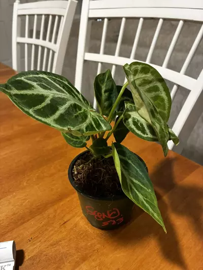 plant/Anthurium Dorayaki-3-thumbnail