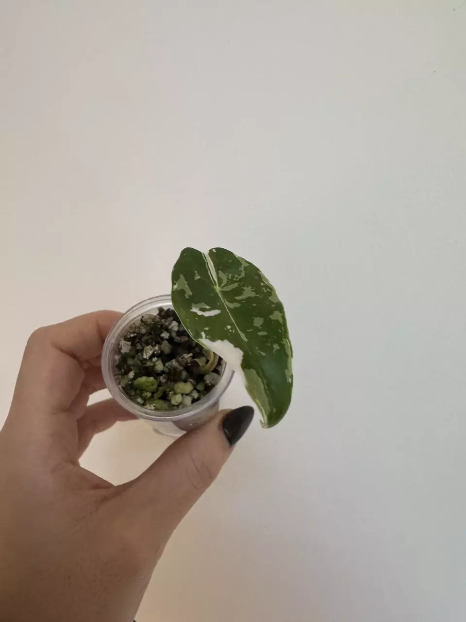 plant/🦄 super rare 🦄 alocasia dragons tooth pink variegata-0