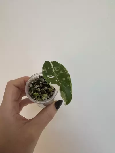 plant/🦄 super rare 🦄 alocasia dragons tooth pink variegata-0-thumbnail