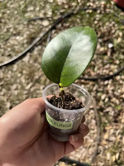 plant/Hoya 🌱-0-thumbnail