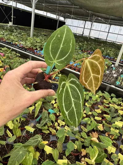 plant/Seed grown anthurium Warocqueanum x (papillilaminum x crystallinum) starter plan-4-thumbnail