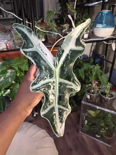 plant/Alocasia Nobilis 'Thai' Pink.-2-thumbnail