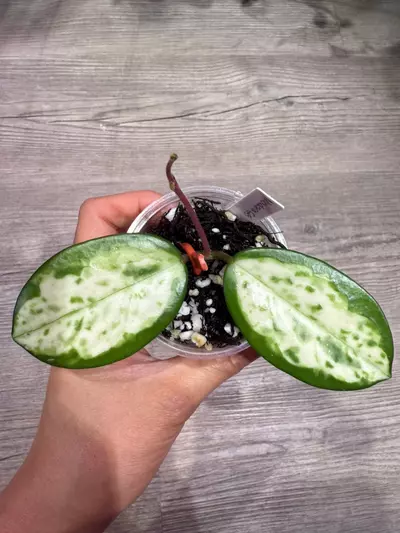 plant/Hoya Madara Green Edge-0-thumbnail