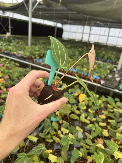 plant/Seed grown anthurium Warocqueanum x (papillilaminum x crystallinum) starter plan-6-thumbnail