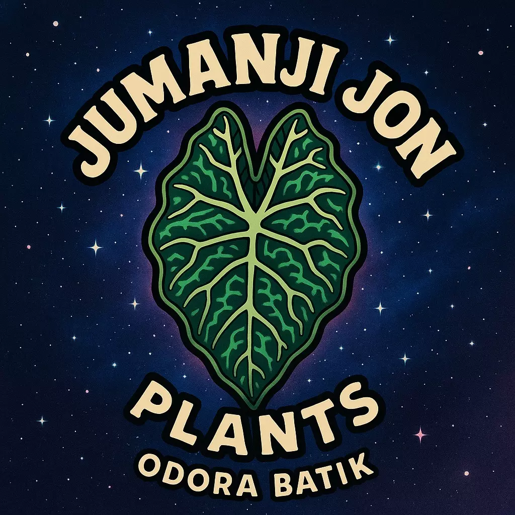 plant/10 Pack of Alocasia Odora Batik TC-0