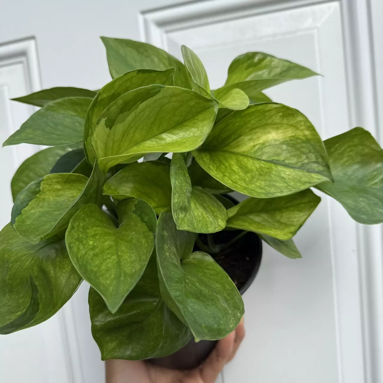 heat_pack/New Pothos Guacamole 6” Pot Variegated Leaves-4