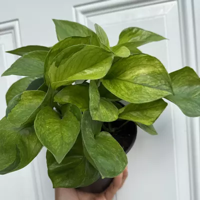 heat_pack/New Pothos Guacamole 6” Pot Variegated Leaves-4-thumbnail