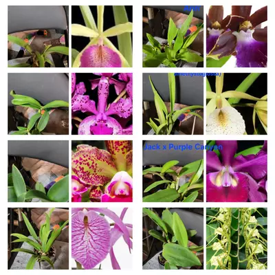 plant/INFORMATION POST ORCHIDS SPECIAL!! BUY 3 GET 40% OFF LOWEST PRICED PLANT! Refund-0-thumbnail
