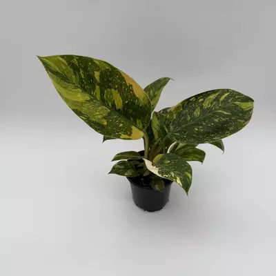 heat_pack/Rare Variegated philodendron Green Congo Nuclear 4" pot-2-thumbnail