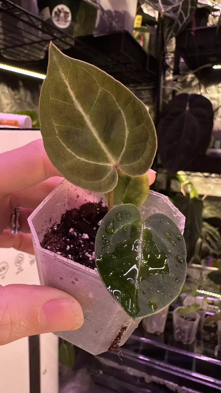 plant/(Crystal x mag) X (Papi Mag X BWM)-0