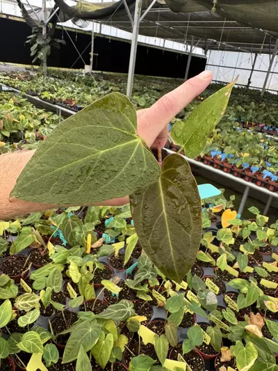 plant/Seed grown anrhurium red spider x legend starter plant growers choice-4-thumbnail