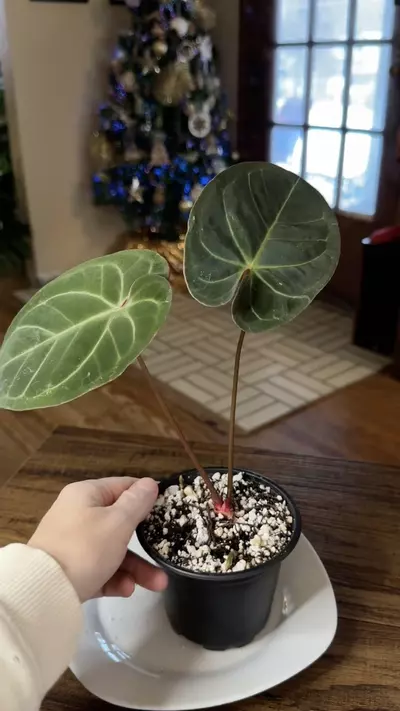 plant/A. Hoff x Dark Phoenix #6-4-thumbnail