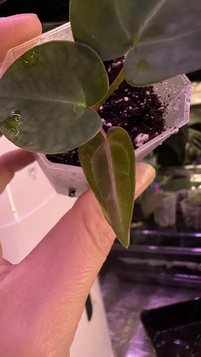 plant/(Crystal x mag) X (Papi Mag X BWM)-1-thumbnail