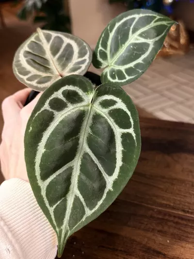 plant/A. KOS x RC #2-6-thumbnail