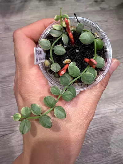 plant/Dischidia Nummularia variegated-0-thumbnail