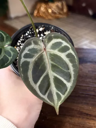 plant/A. KOS x RC #2-3-thumbnail