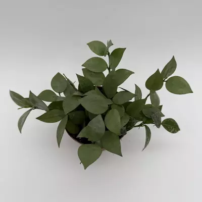 heat_pack/Hoya Krohniana Silver Eskimo 4" pot Live Tropical House Plant in Decorative Pot-1-thumbnail