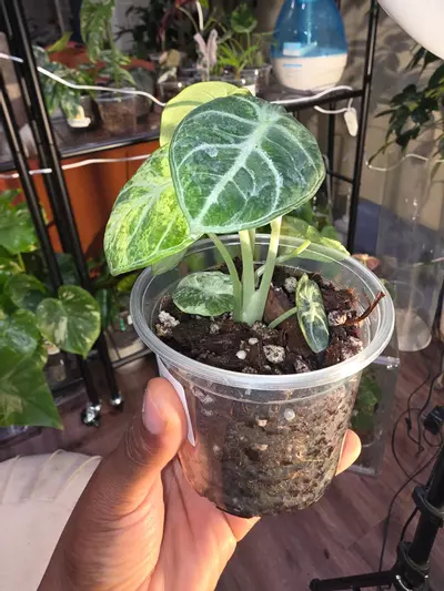 plant/Alocasia Ninja Aurea-1-thumbnail