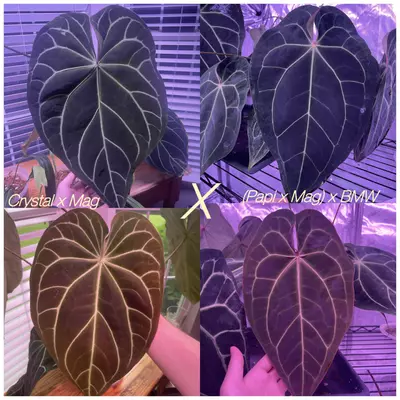 plant/(Crystal x mag) X (Papi Mag X BWM)-3-thumbnail