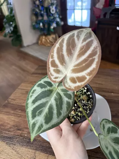 plant/A. Silver Hope #5-4-thumbnail