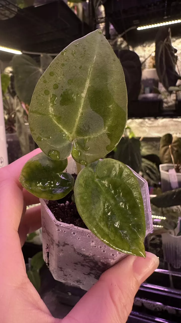 plant/Indo Dressleri X (Tezula Crystal x Carla Bess)-0