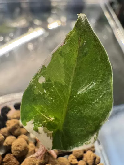 plant/🦄 super rare 🦄 alocasia blue metallic albo-4-thumbnail