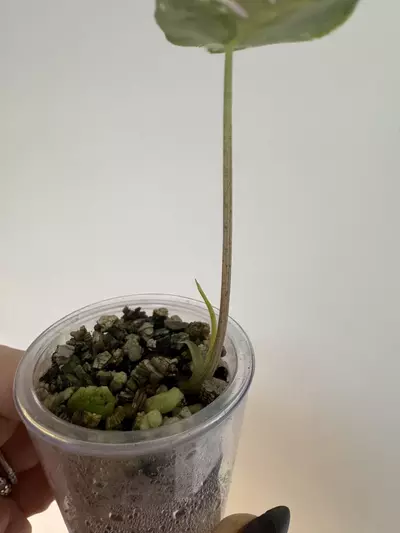 plant/🦄 super rare 🦄 alocasia dragons tooth pink variegata-2-thumbnail