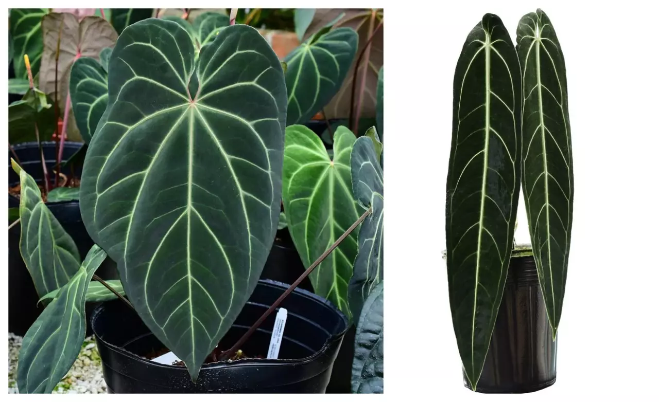 plant/Seed grown anthurium Warocqueanum x (papillilaminum x crystallinum) starter plan-0