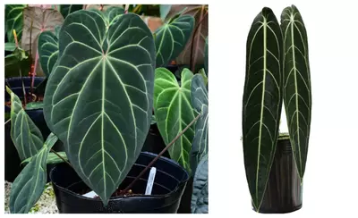 plant/Seed grown anthurium Warocqueanum x (papillilaminum x crystallinum) starter plan-0-thumbnail