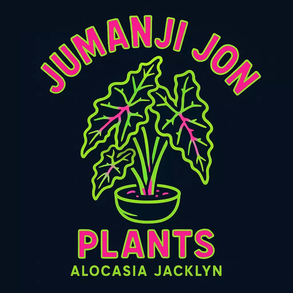 plant/10 Pack of Alocasia Jacklyn TC-0