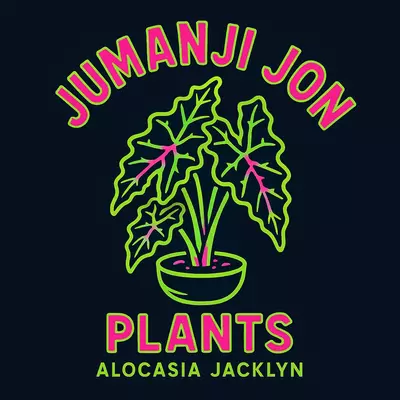 plant/10 Pack of Alocasia Jacklyn TC-0-thumbnail