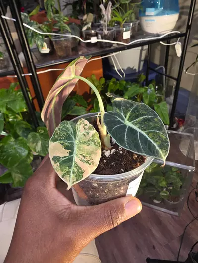 plant/Alocasia Black Velvet Gold-2-thumbnail