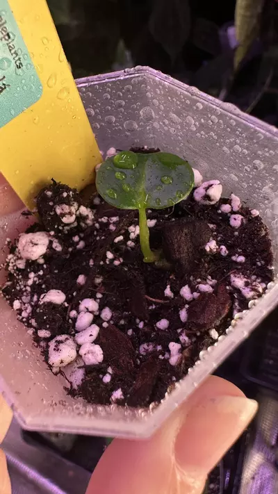 plant/Carla 10 x Carla - add on only-1-thumbnail