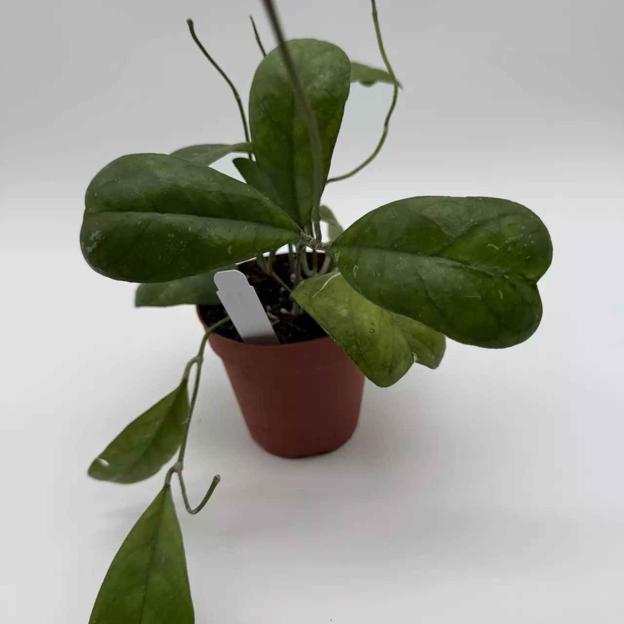 heat_pack/Hoya Deykeae Pet Safe House Plant 4" pot Live Tropical House Plant with Unique L-4