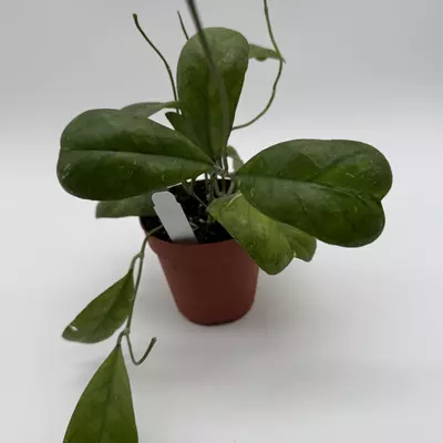 heat_pack/Hoya Deykeae Pet Safe House Plant 4" pot Live Tropical House Plant with Unique L-4-thumbnail