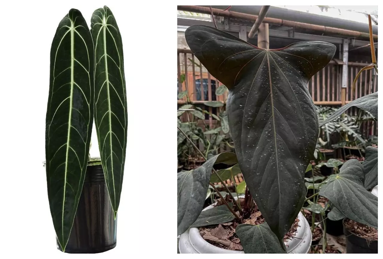 plant/Seed grown anrhurium Warocqueanum x black sweet starter plant growers choice-0