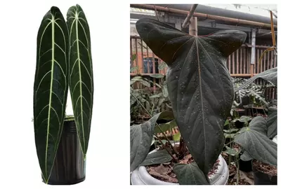 plant/Seed grown anrhurium Warocqueanum x black sweet starter plant growers choice-0-thumbnail