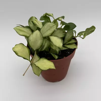 heat_pack/Hoya Heuschkeliana inner variegated 4" pot rare Hoya collectors Hoya-0-thumbnail