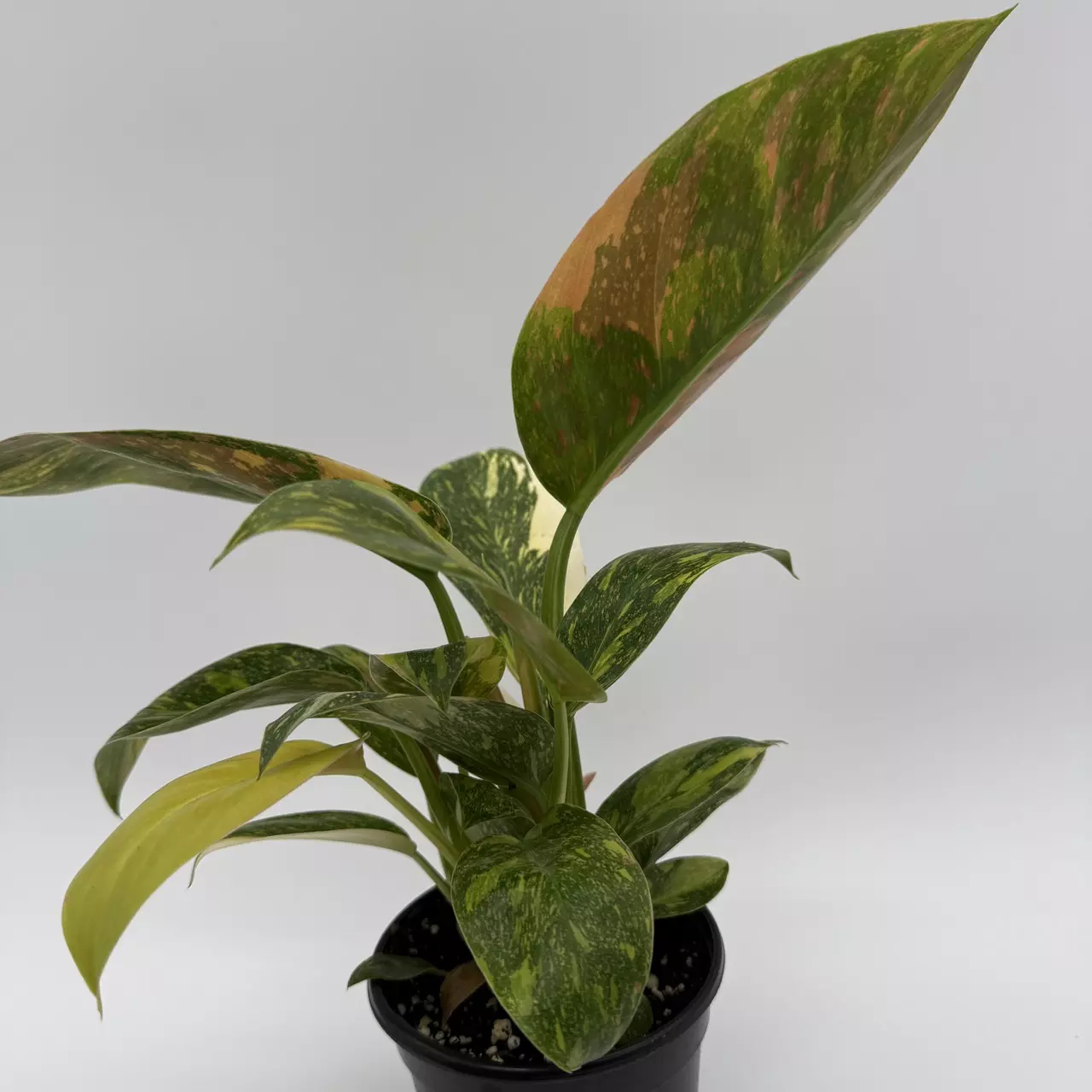 heat_pack/Rare Variegated philodendron Green Congo Nuclear 4" pot-0