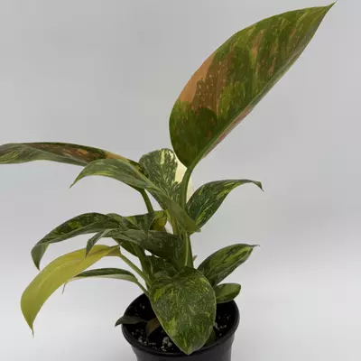 heat_pack/Rare Variegated philodendron Green Congo Nuclear 4" pot-0-thumbnail