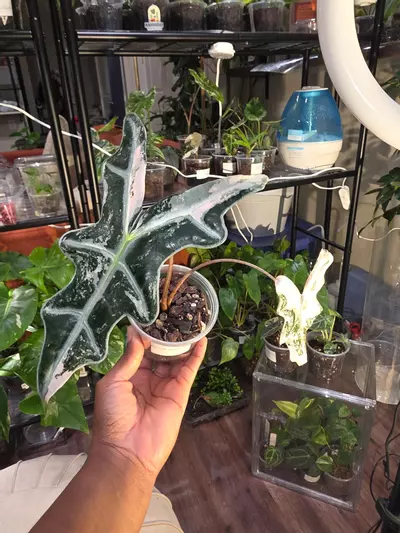 plant/Alocasia Nobilis 'Thai' Pink.-1-thumbnail