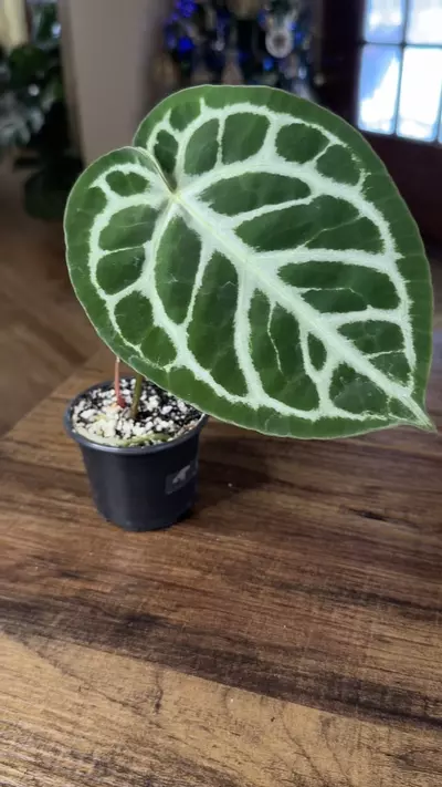 plant/A. Silver Blush x NSE Red Crystal #10-3-thumbnail