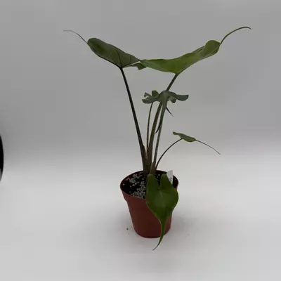 heat_pack/Alocasia Stingray 4” Pot House Plant with Unique Tropical Leaves for Beginners --4-thumbnail