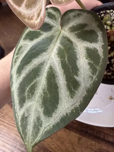 plant/A. Silver Hope #5-2-thumbnail