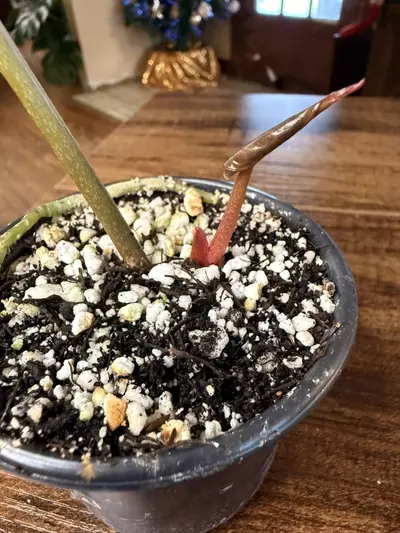 plant/A. Silver Blush x NSE Red Crystal #10-2-thumbnail