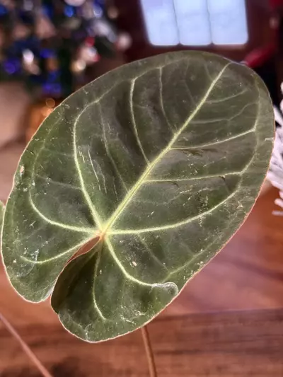 plant/A. Hoff x Dark Phoenix #6-2-thumbnail