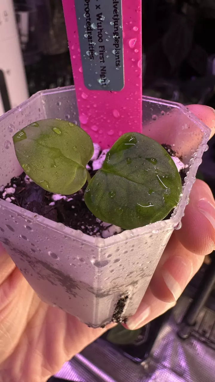 plant/Pap 14 x Wuhoos First Night - add on only-1