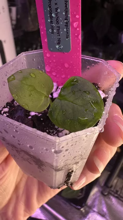 plant/Pap 14 x Wuhoos First Night - add on only-1-thumbnail